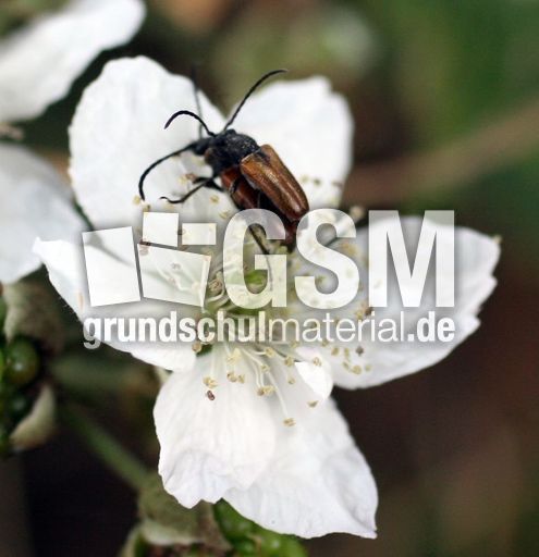 Brombeerblüte-Käfer.jpg